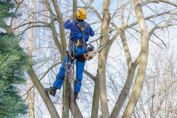 Best Leaf Removal  in Larksville, PA