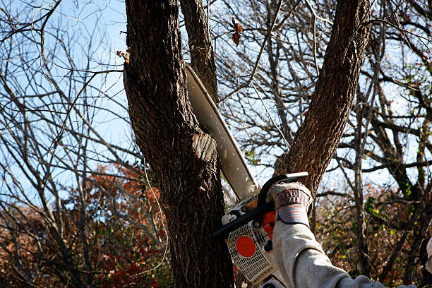 Best Tree Maintenance Programs  in Larksville, PA